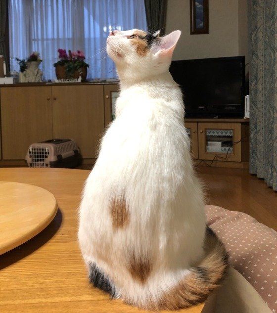 実は、ミケ猫の毛柄にも種類がある！ 奥が深～いミケ猫の3色毛柄に密着
