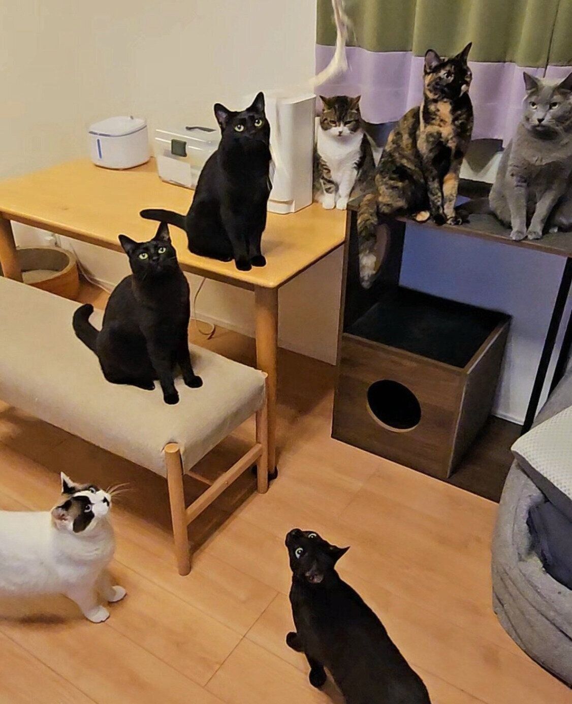 大集合する猫たち