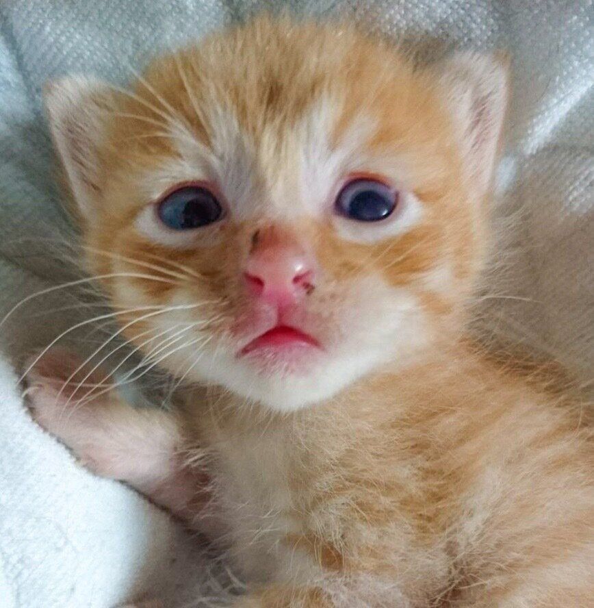 子猫時代のぷりんちゃん