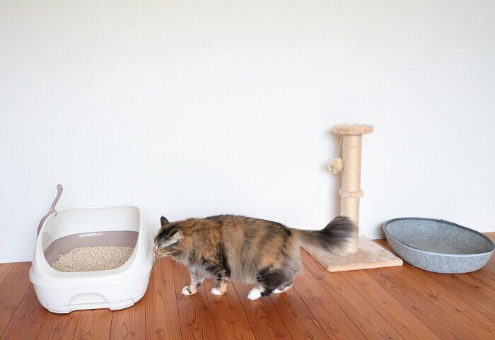 トイレ周りの環境と猫