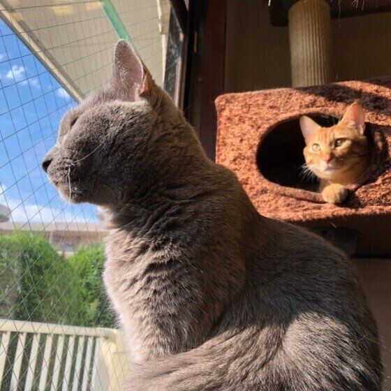 日向ぼっこする猫