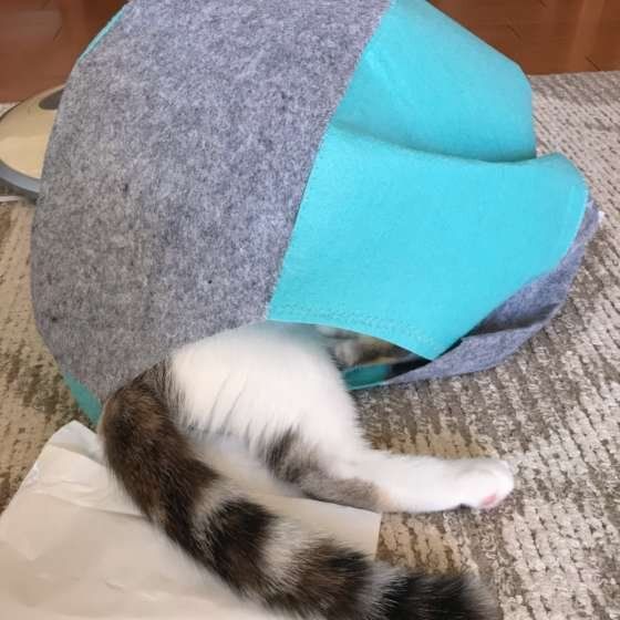 スコティッシュフォールドのモモちゃん