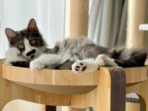 くつろぐスイちゃん