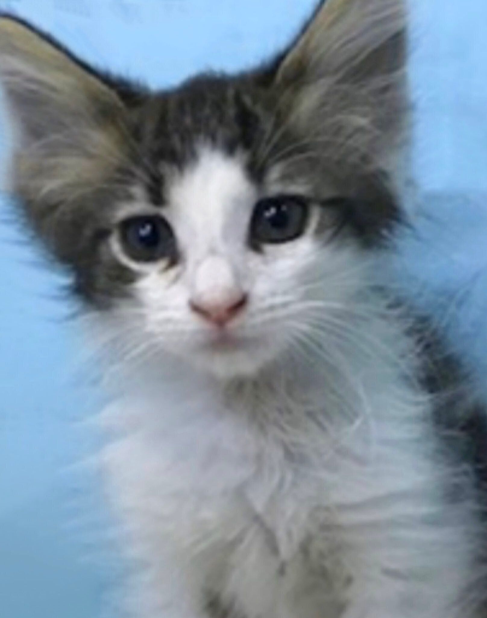 子猫時代のクッキーちゃん