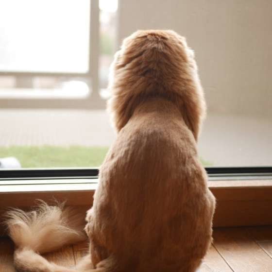 外を見るスコティッシュフォールド