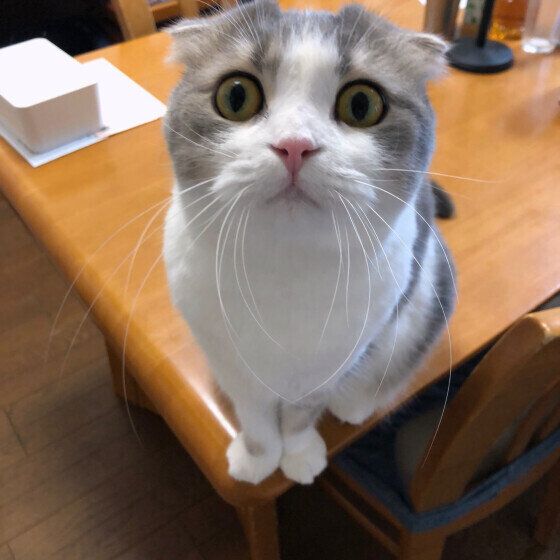 くう  スコティッシュフォールド  ごはんの時間