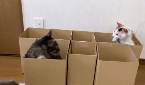 ダンボールで遊ぶ猫たち