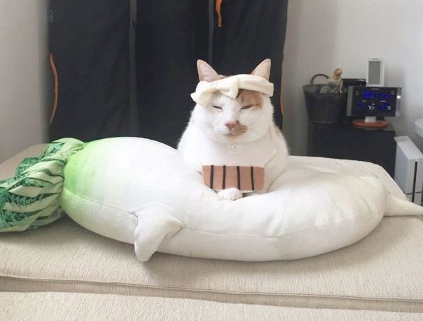 セクシー大根抱き枕の上に乗るタルトくん