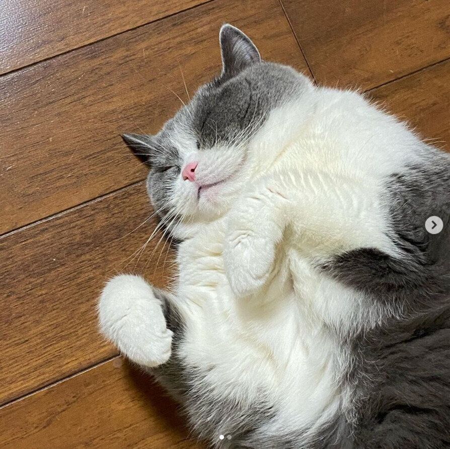 うらめしやーのポーズになるブリティッシュショートヘア