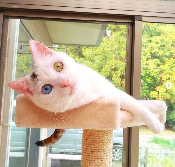 くつろぐはなちゃん