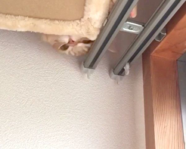 キャットタワーの上からひょっこりするうにくん