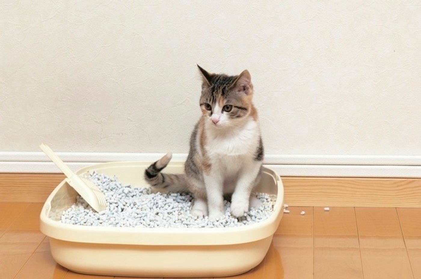 獣医師監修 猫のトイレ 排泄ケアのポイント お悩み解消法も紹介 ねこのきもちweb Magazine 獣医師監修 猫のトイレ 排泄ケアのポイント お悩み解消法も紹介 ねこのきもちweb Magazine
