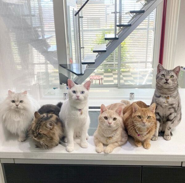 大集合する猫たち