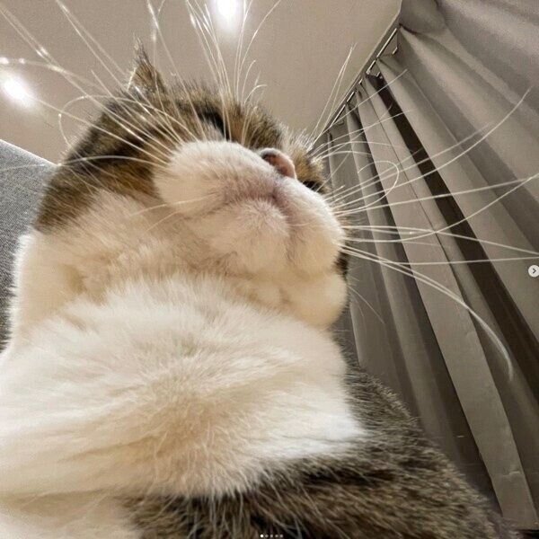 ヒゲがすごいまめすけくん