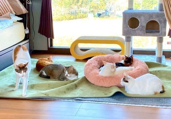 くつろぐ猫たち