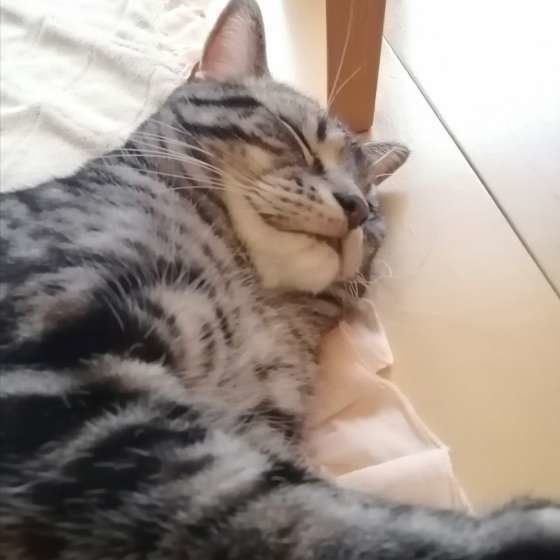 気持ちよさそうに眠るアメリカンショートヘア