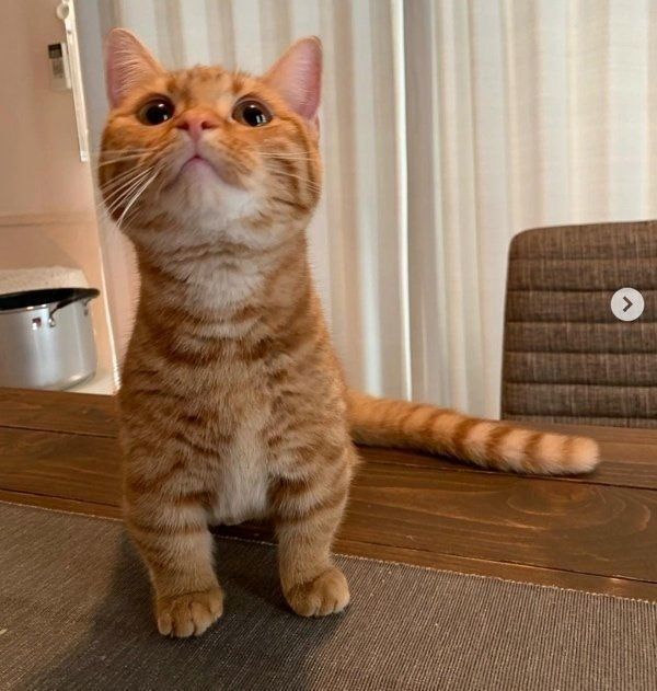 マンチカンのきなこちゃん