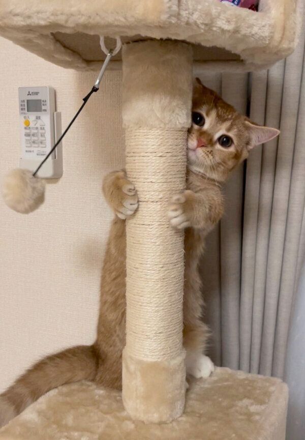 しがみつくエリィちゃん