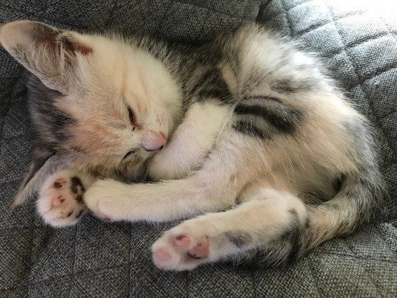 ぐっすり眠るMIXミケのゆうこ