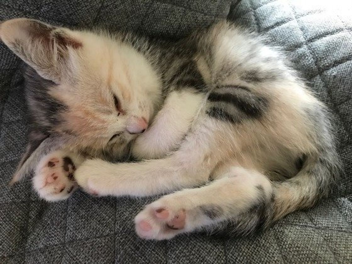 春先に起こる猫の体調不良はマッサージでケアできる ねこのきもちweb Magazine