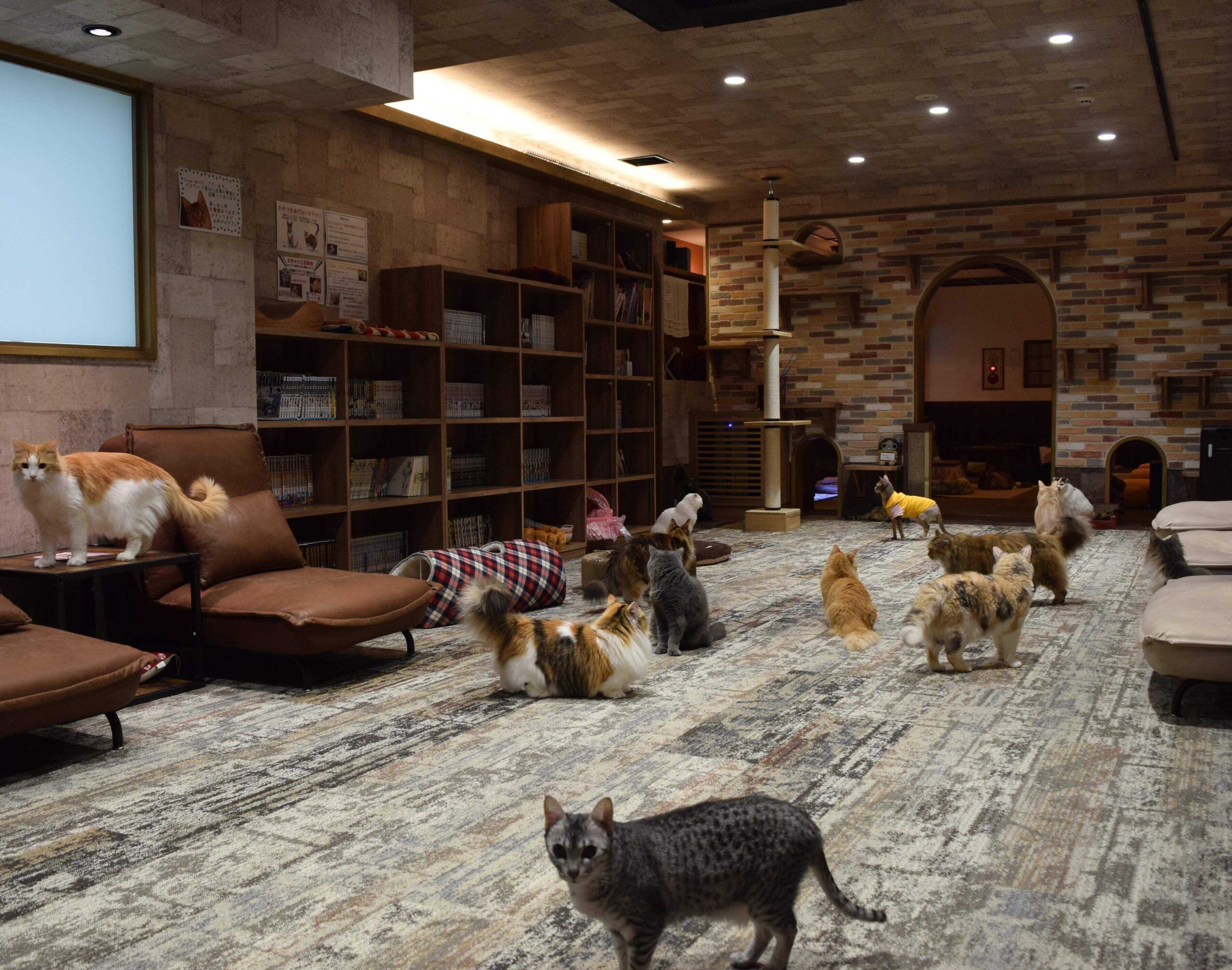 猫密度が高く、様々な猫種と触れ合えます