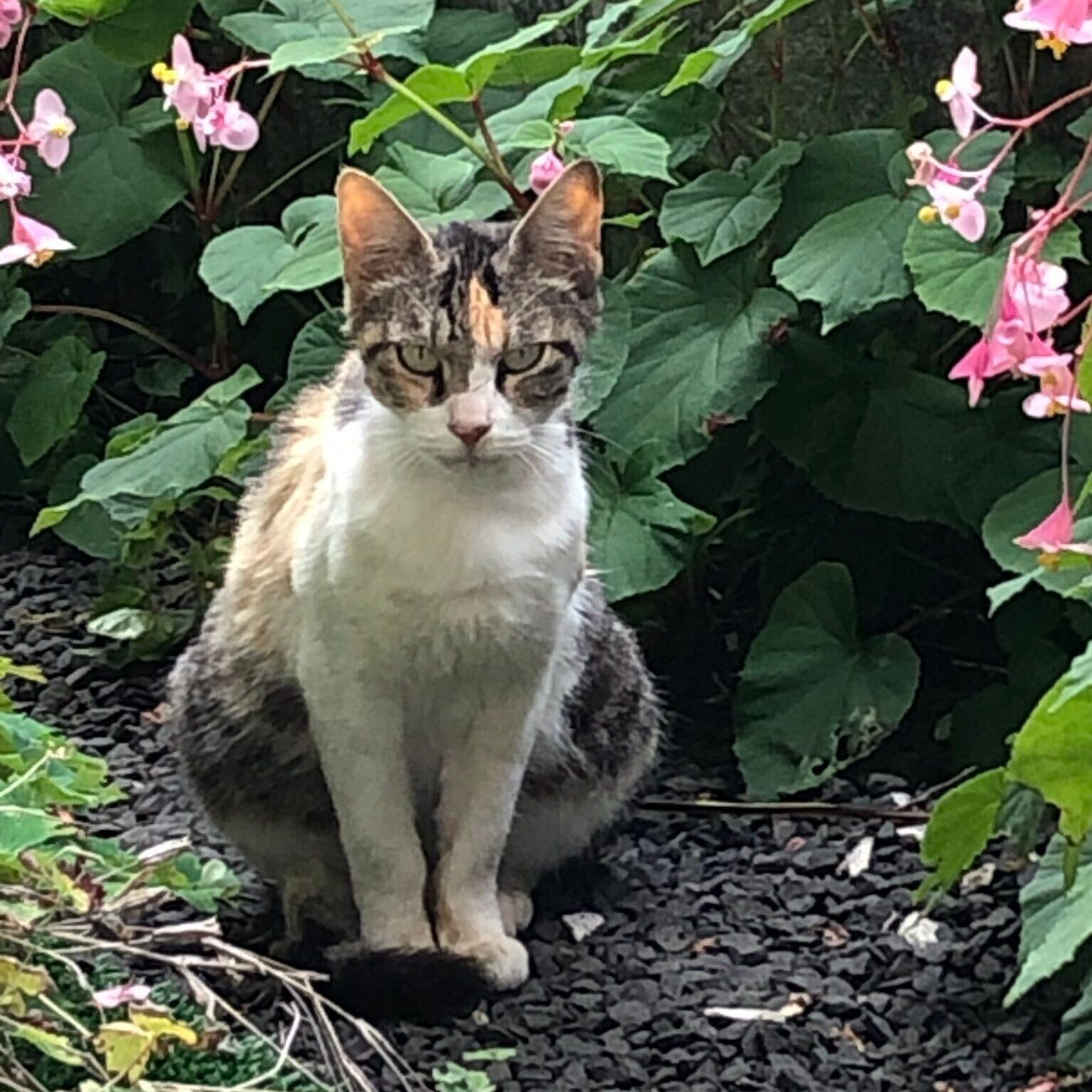 実家の庭へ来ていた頃のミミちゃん