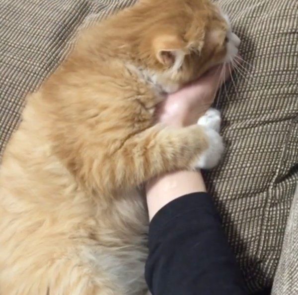 最高級のおもてなしをするマンチカン