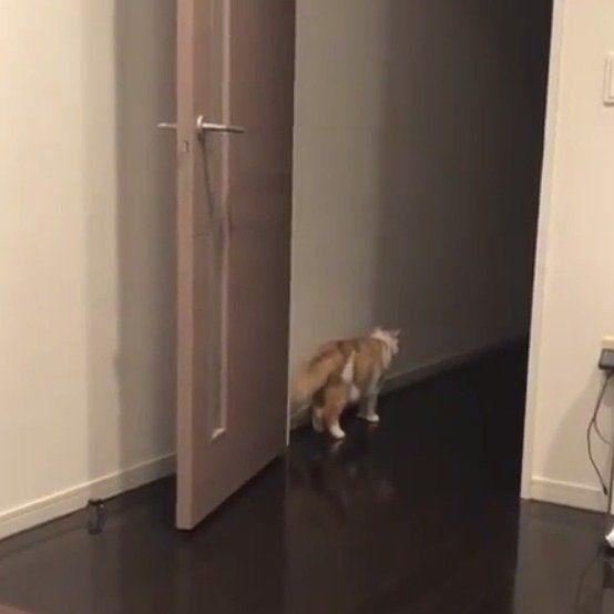 何かを見つめている猫