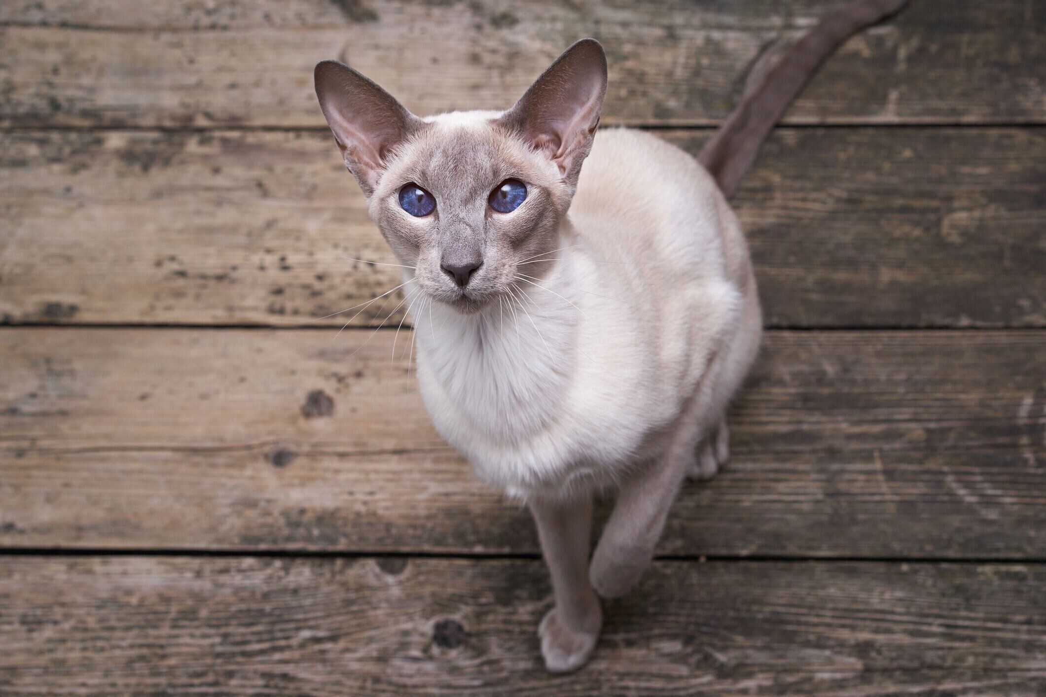サイアミーズ（シャム猫）の特徴と飼い方 可愛い画像いっぱい
