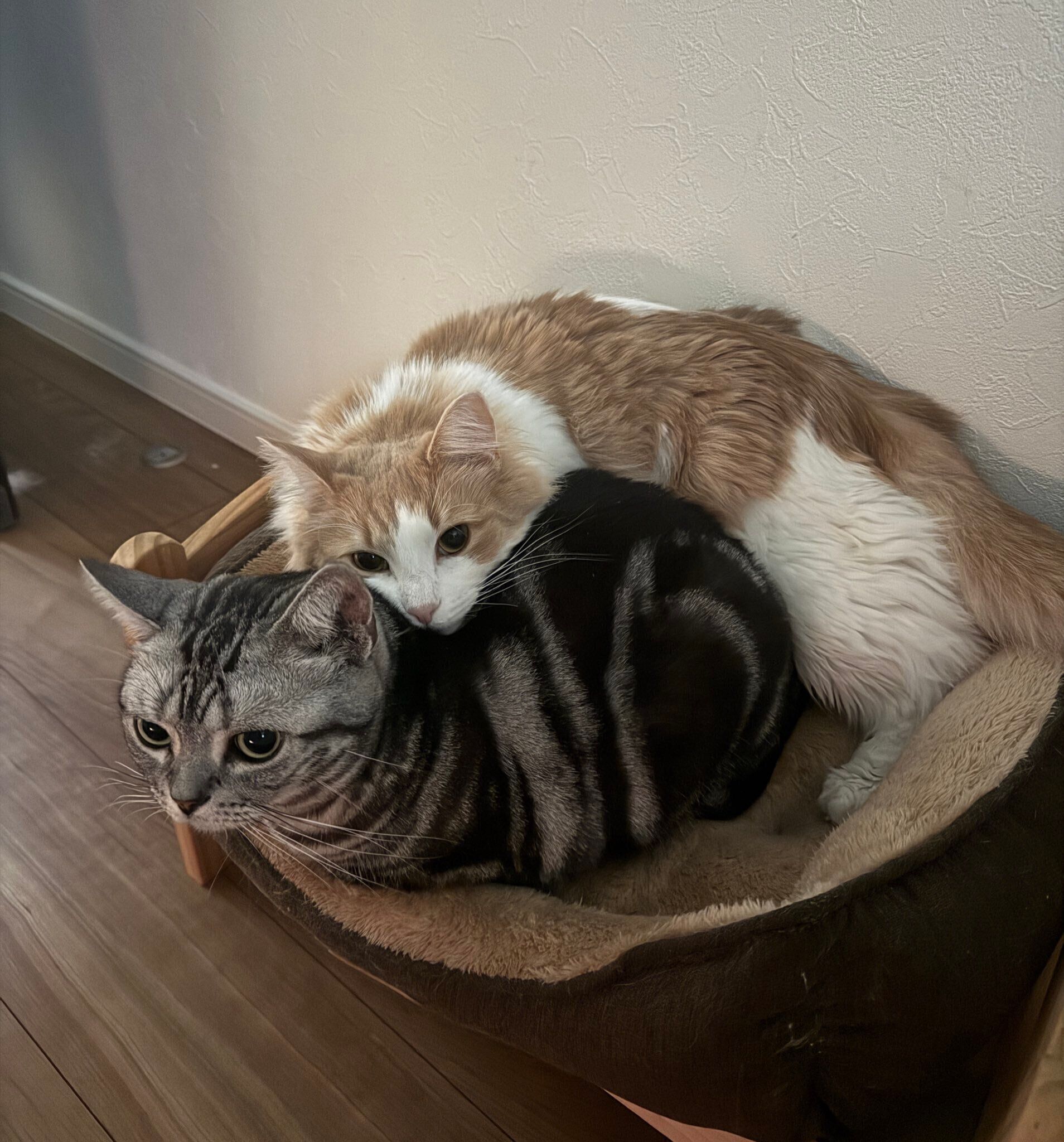 アメリカンショートヘアとノルウェージャンフォレストキャット