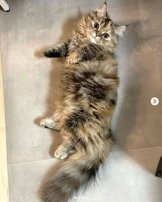 おはなちゃん