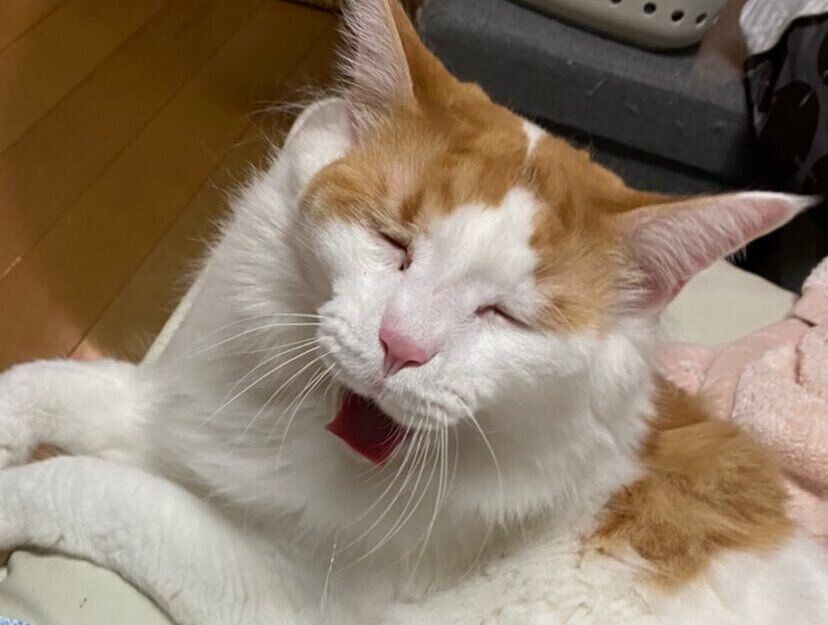 あくびをする猫