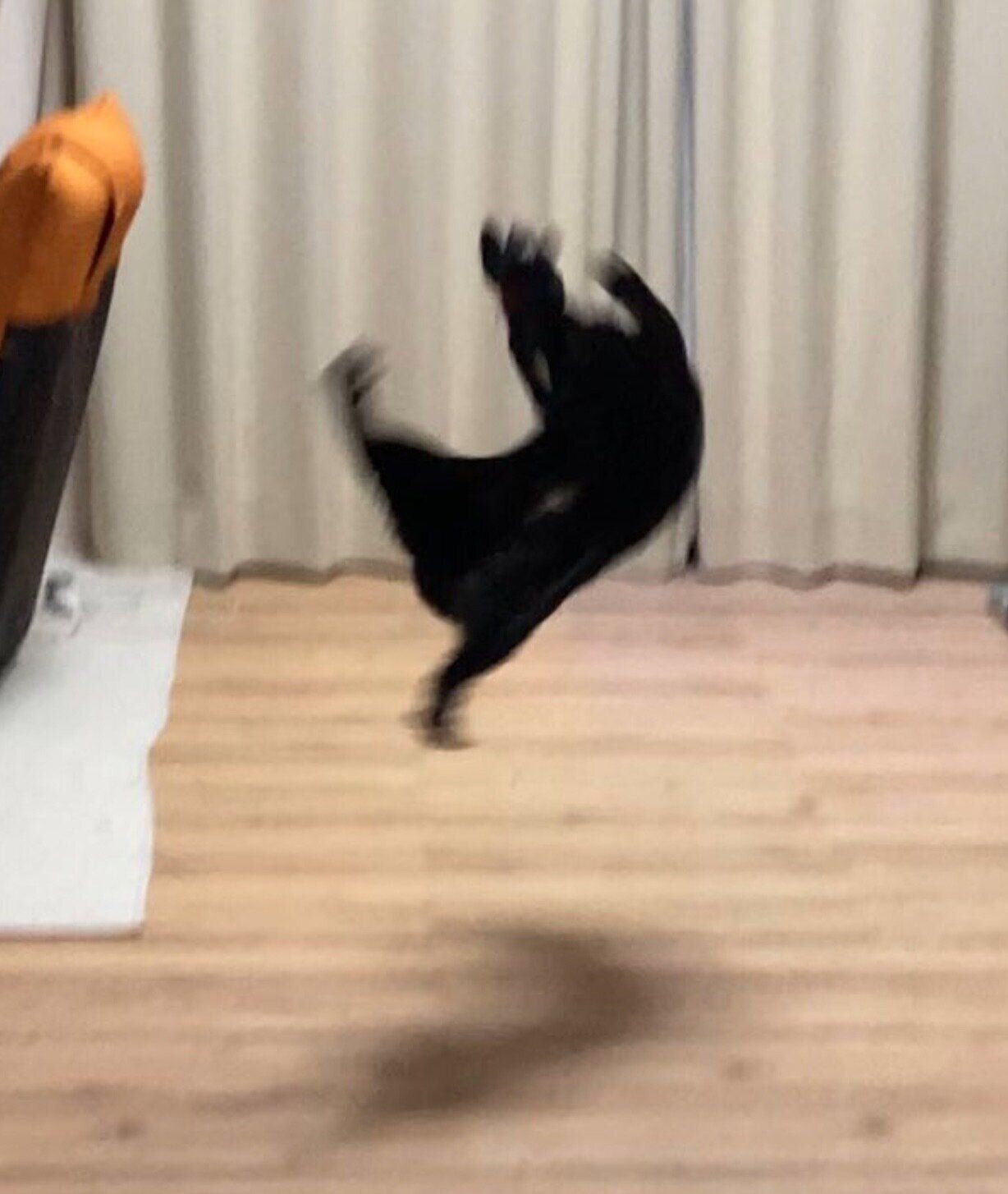 楽しそうに遊ぶあさりちゃん