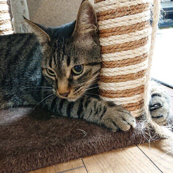 キャットタワーの足に抱きつく猫