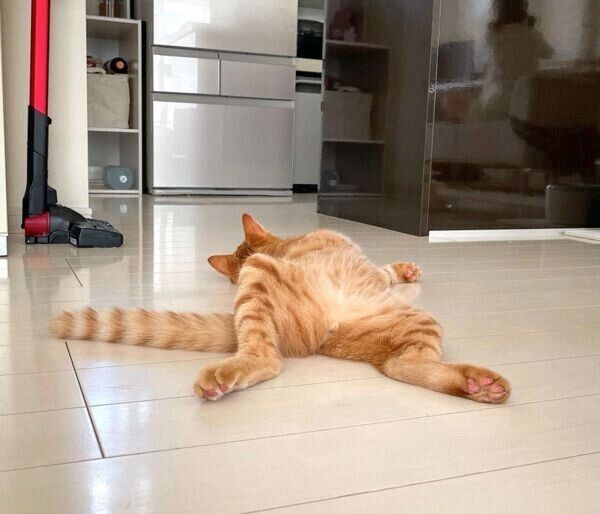 ダラダラするサクくん