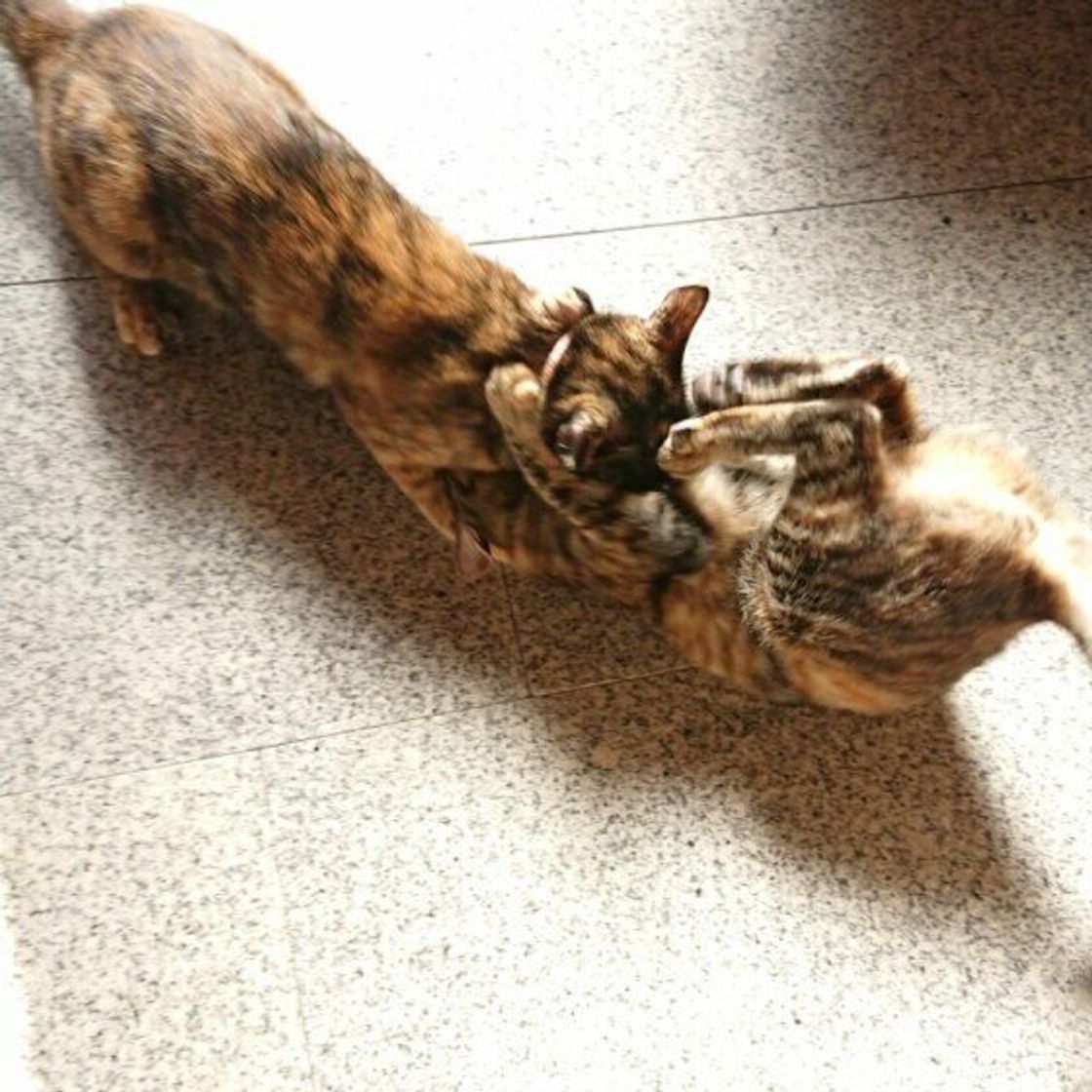 同居猫どうしがケンカしがち 飼い主ができる対処法を獣医師に聞いた ねこのきもちweb Magazine 同居猫どうしがケンカしがち 飼い主ができる対処法を獣医師に聞いた ねこのきもちweb Magazine