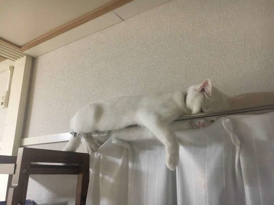 カーテンレールの上で眠るMIX