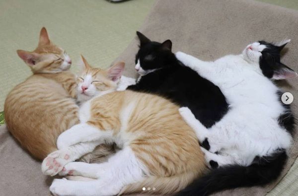 突然出会った4匹の子猫