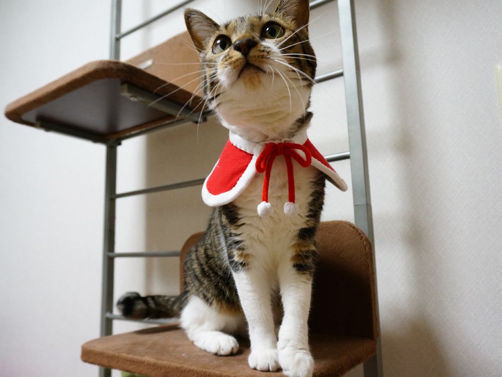 クリスマスケープのてんちゃん