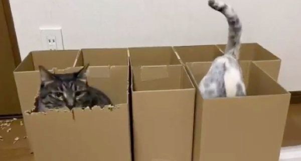 ダンボールで遊ぶ猫たち