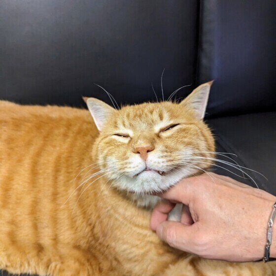 パダ MIX茶トラ　オイラが寝付くまで撫で