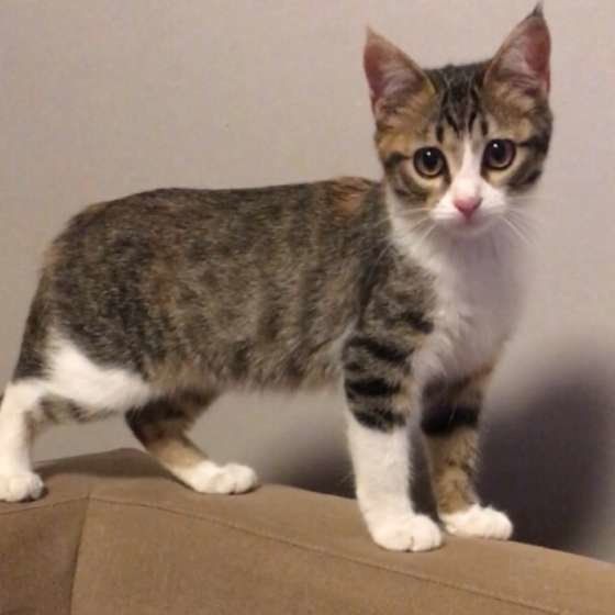 ソファーの上を歩くMIXミケのなつちゃん