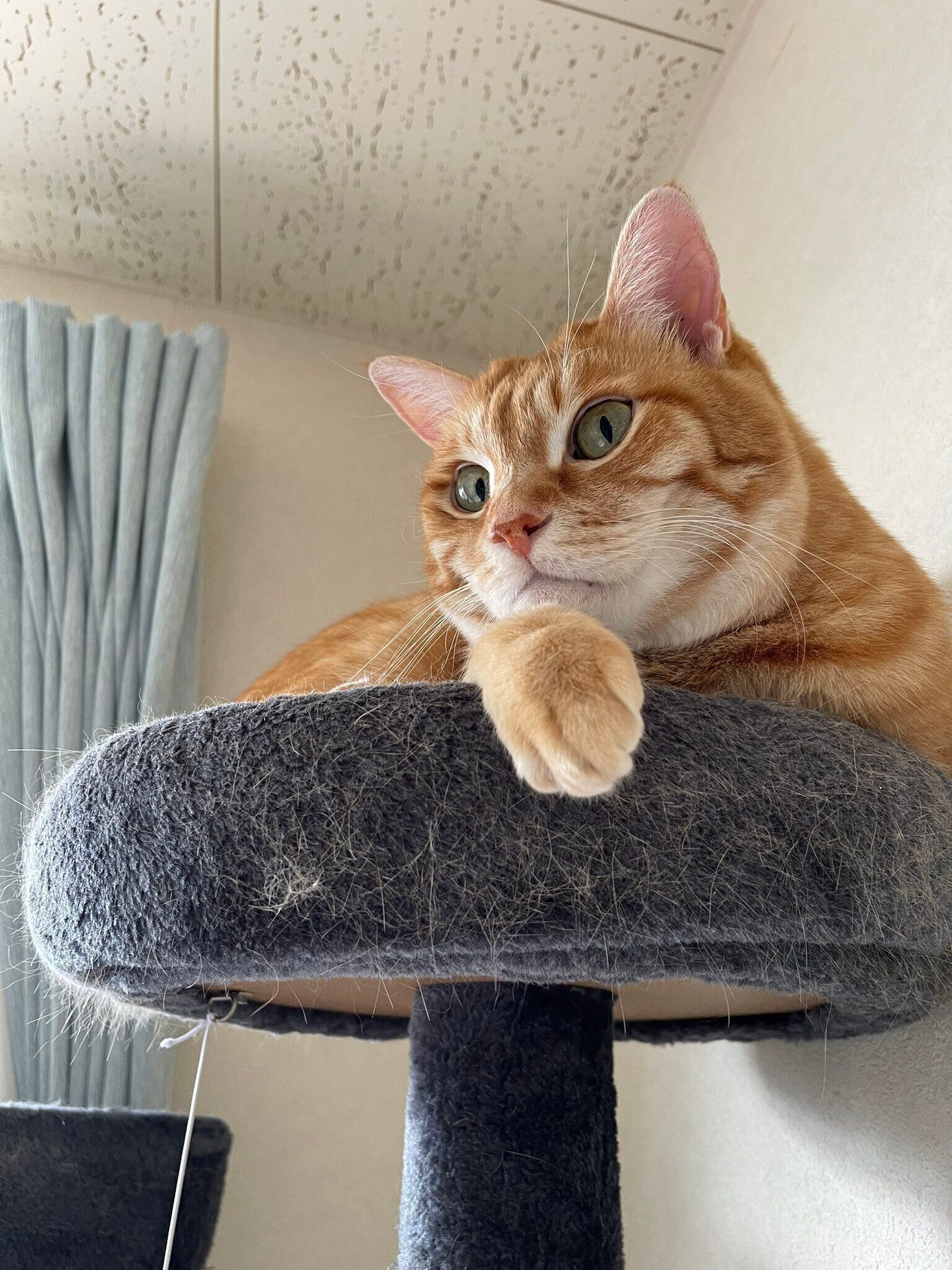 キャットタワーの上でくつろぐ猫