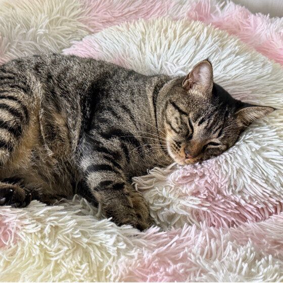 ベッドで眠るだいずくん