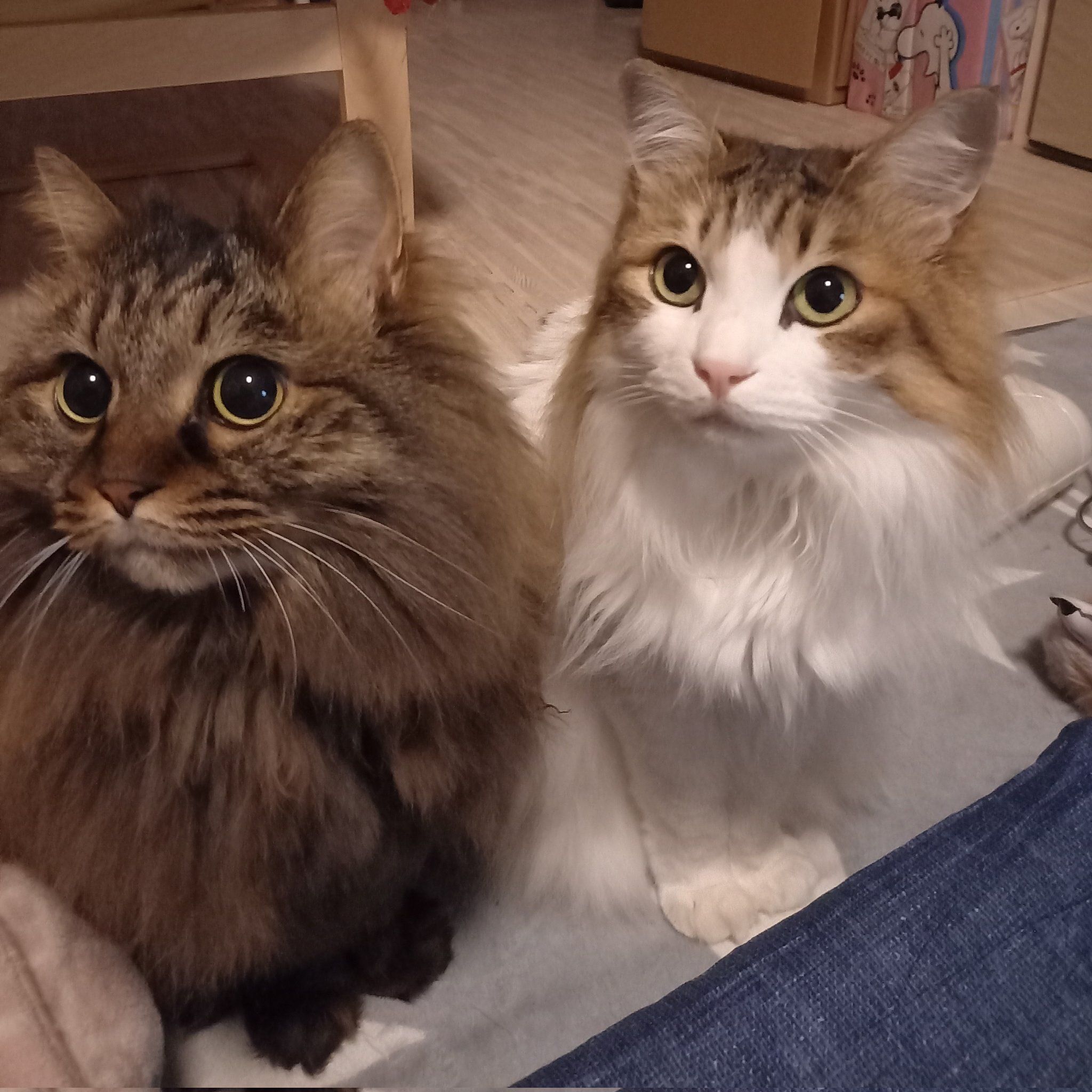 並んで飼い主を見上げる2匹の猫