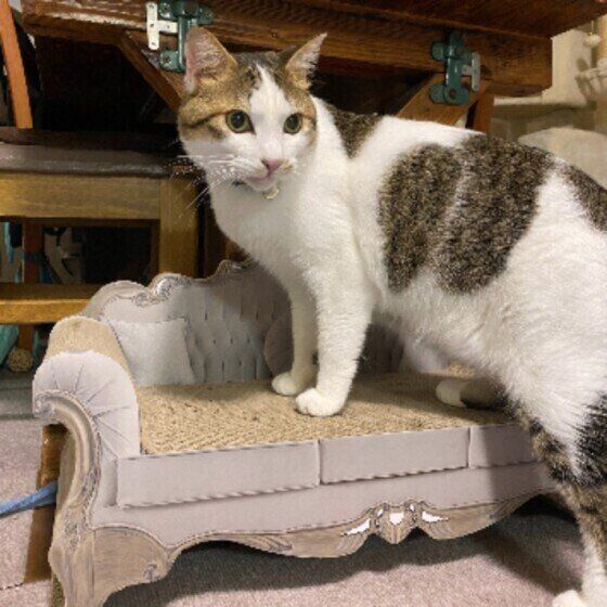 キジトラ猫のにゃあたちゃん