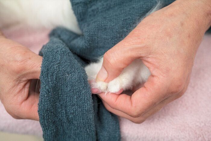 つまむように拭き取る