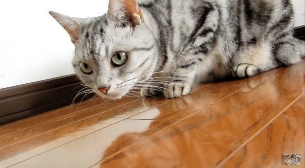 飼い主さんを助けるアメリカンショートヘア