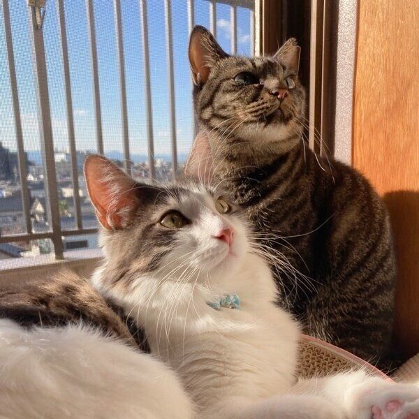 仲良く同じ場所を見つめる藍くんとよもぎちゃん