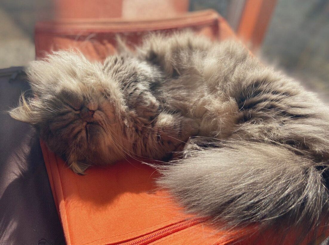 眠るゆずちゃん